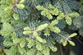 subalpine fir